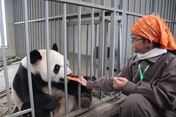 chegndu-panda-volunteers-2.JPG